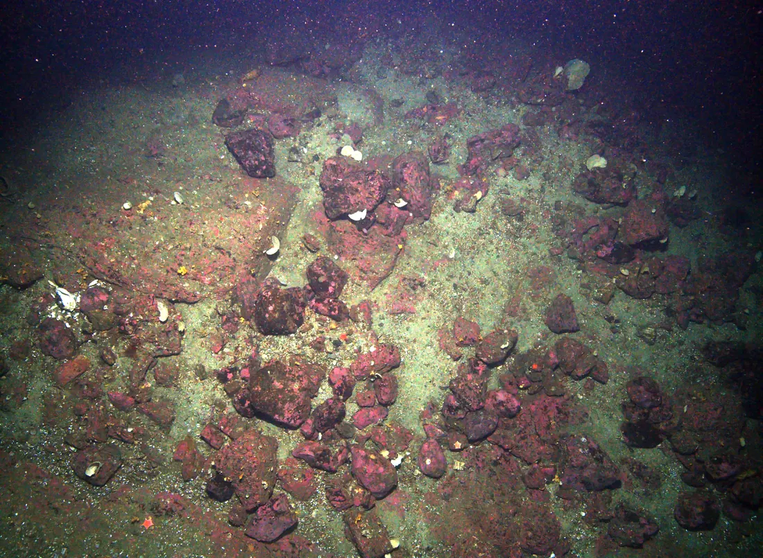 Rocky seabed with shells and boulders imaged from close range