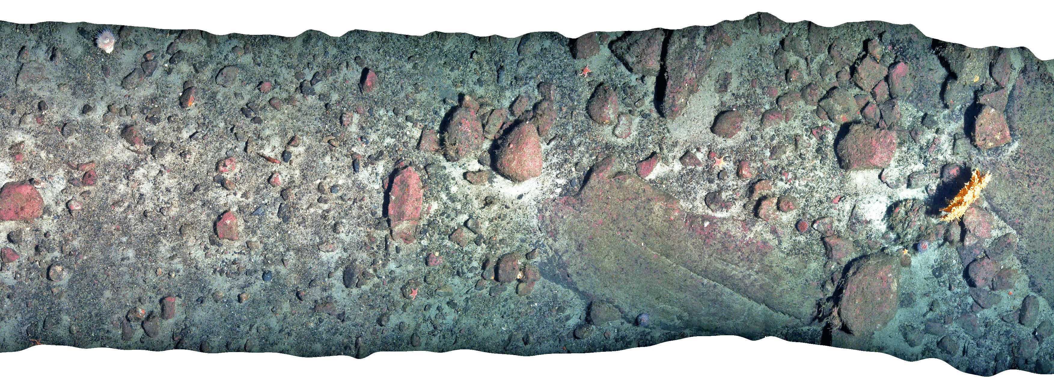 Underwater Camera capture of seabed