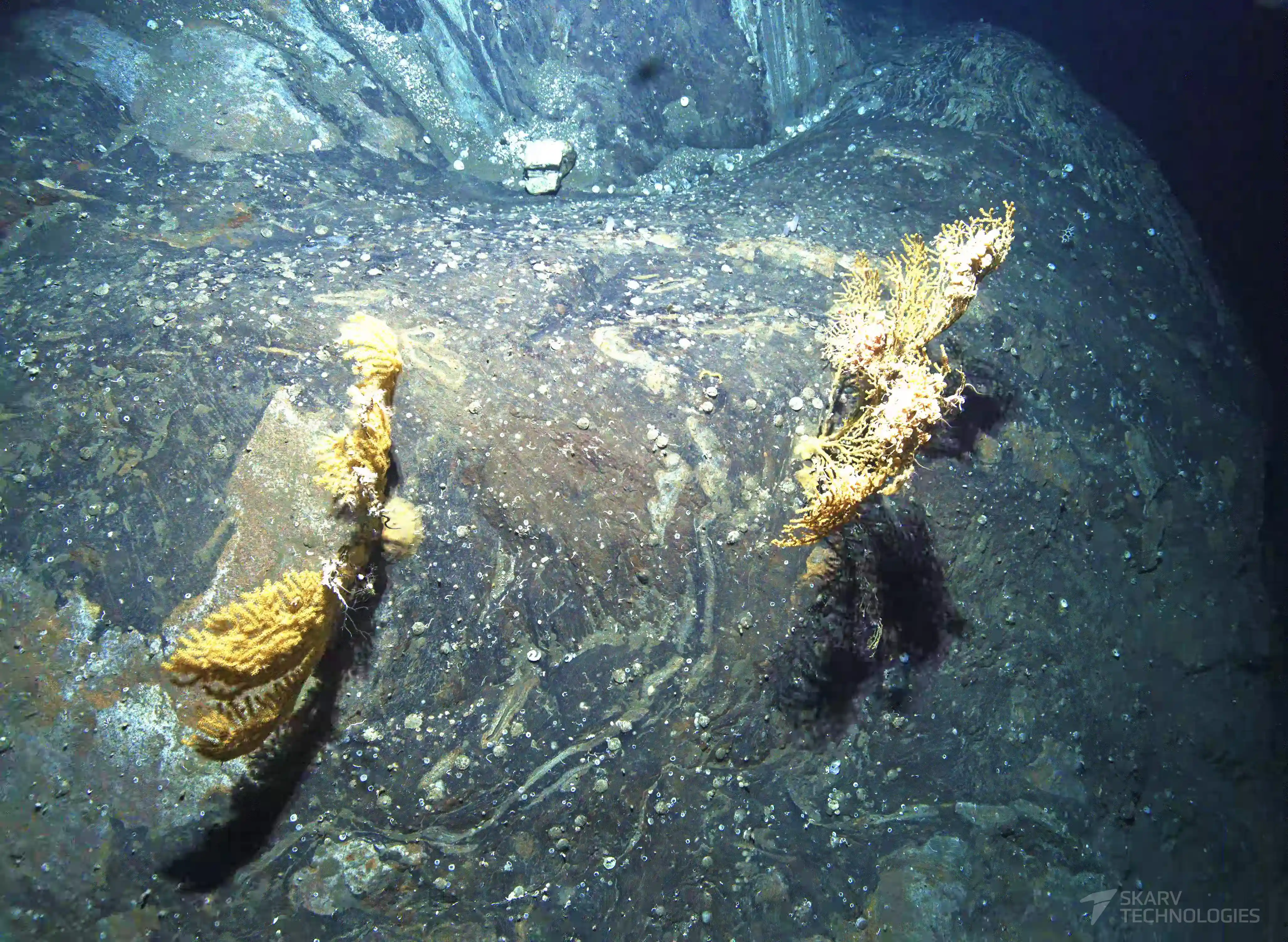 Aquaculture inspection